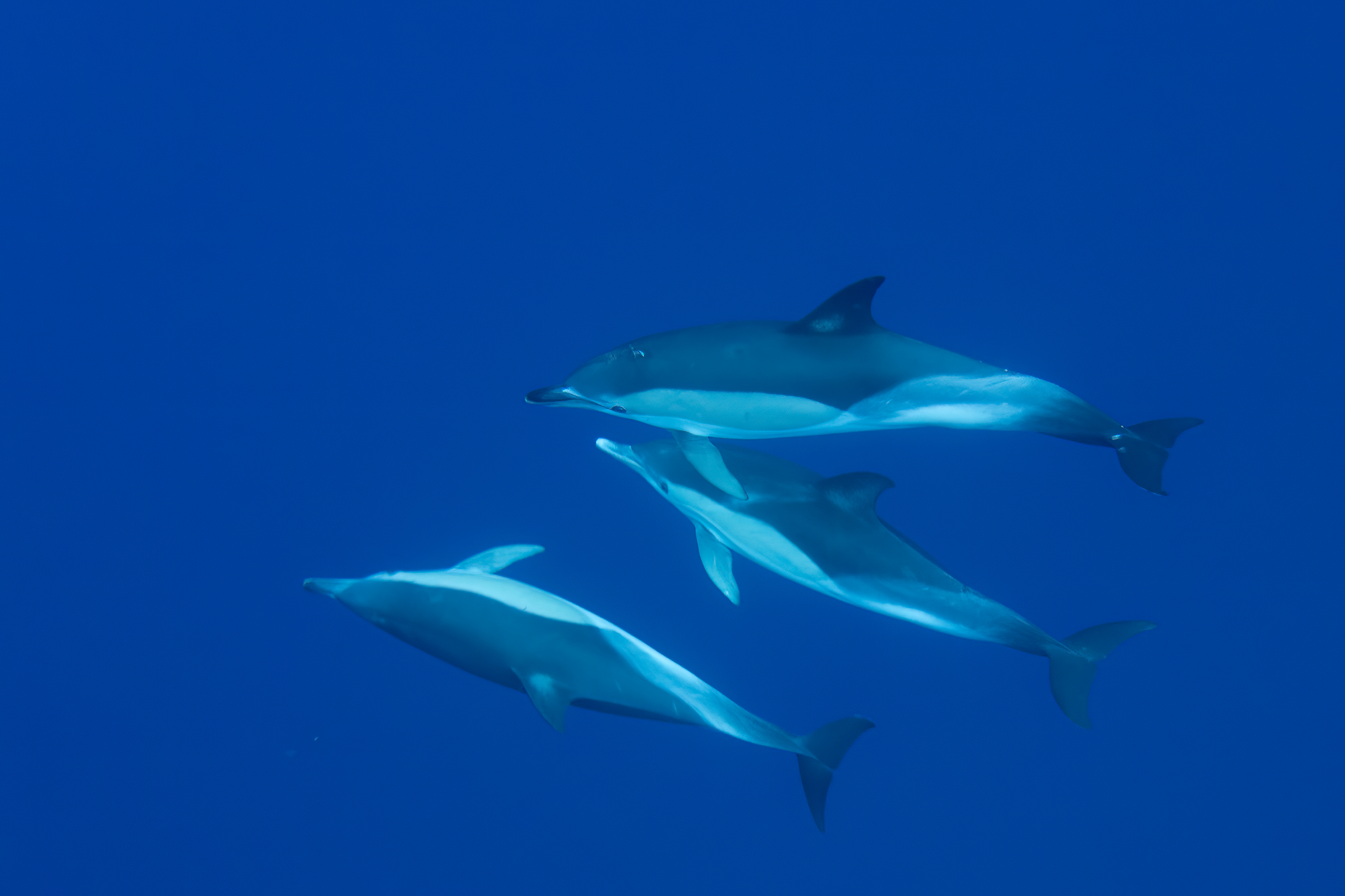 atlantic-dolphins-delphinus-delphis-ssp-delphis-azores-portugal_52461751942_o.jpg