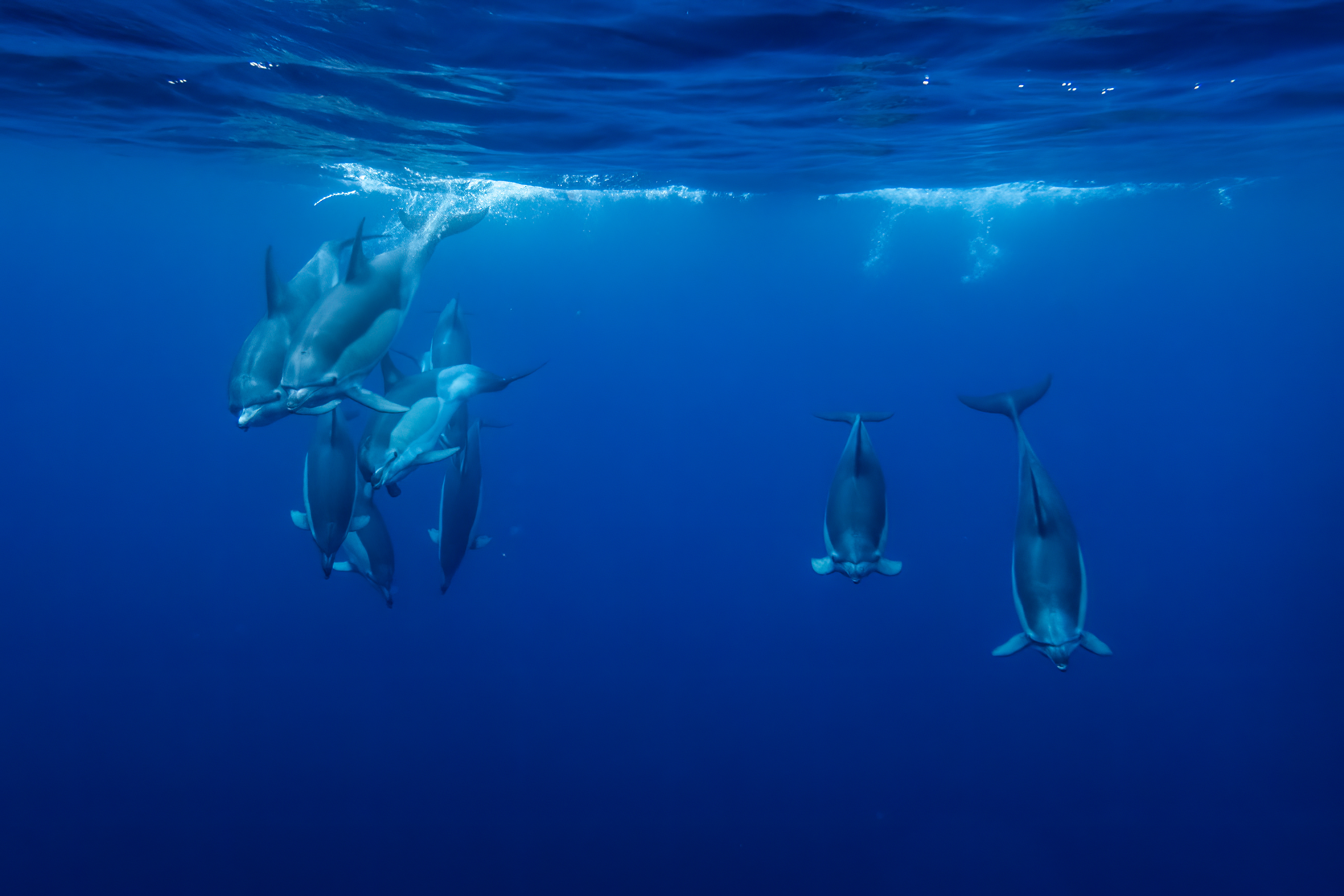 common-atlantic-dolphins-delphinus-delphis-atlantic-ocean-around-sao-miguel-azores_52412665122_o.jpg