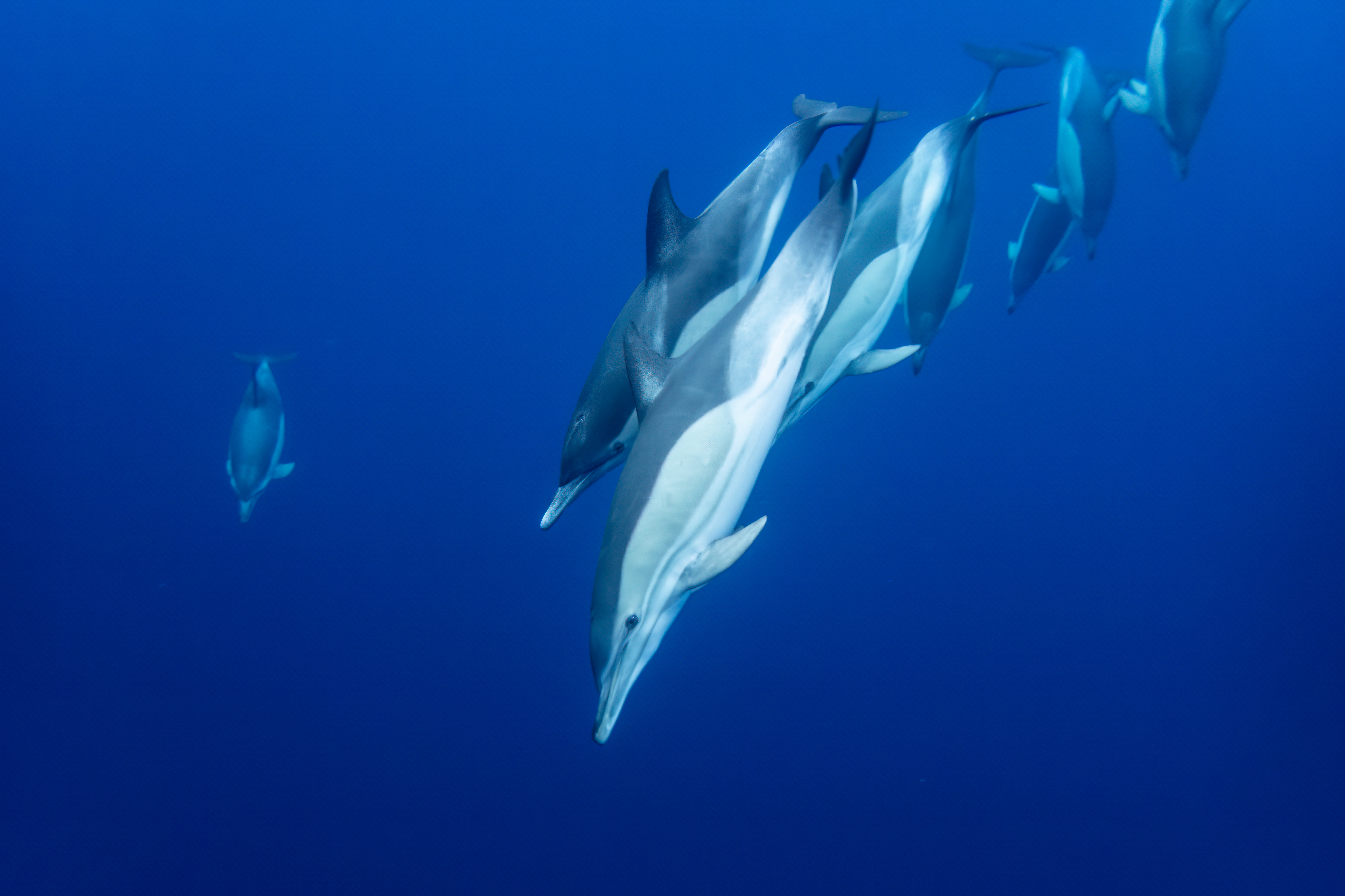 common-atlantic-dolphins-delphinus-delphis-atlantic-ocean-around-sao-miguel-azores_52413104857_o.jpg