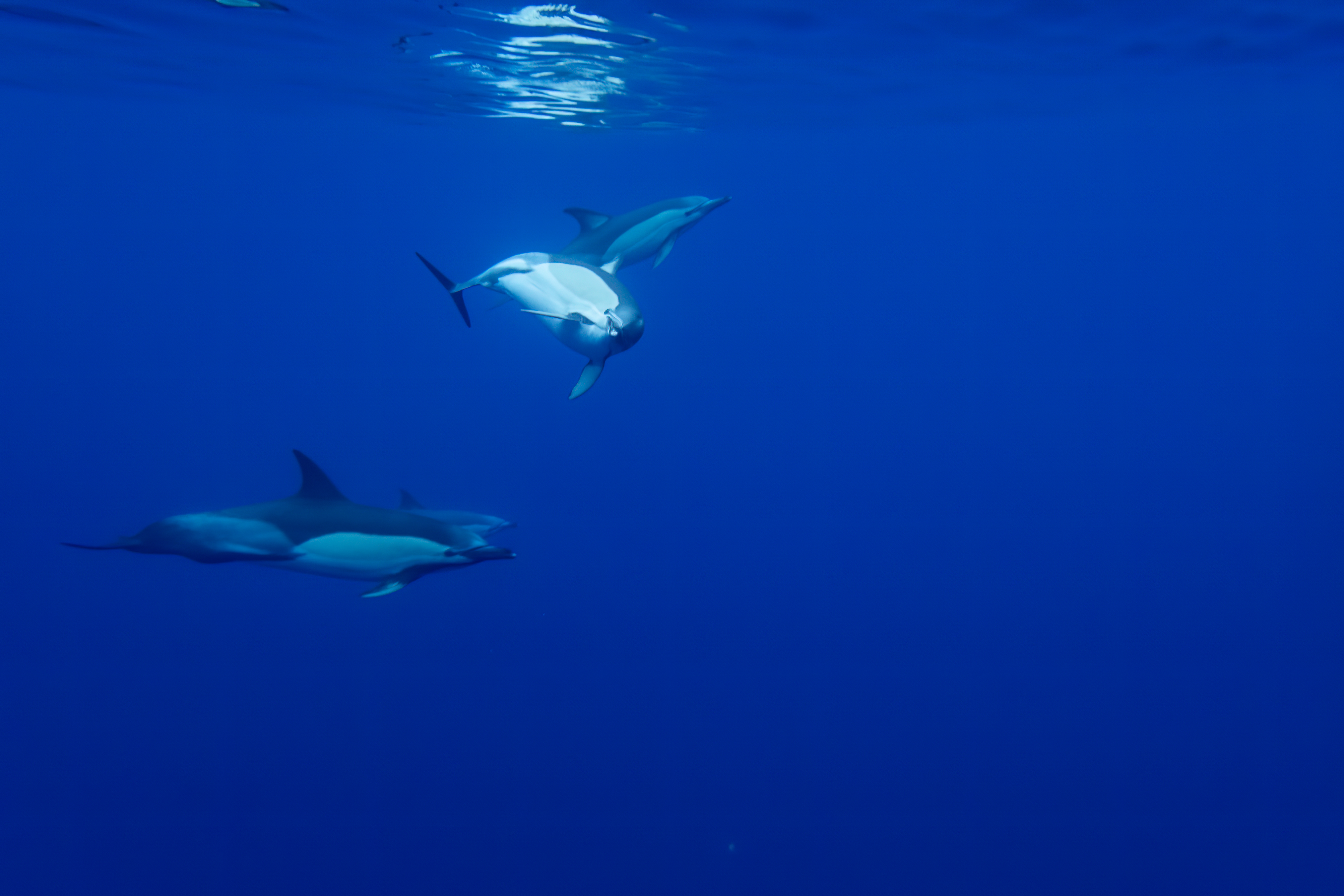 common-atlantic-dolphins-delphinus-delphis-atlantic-ocean-around-sao-miguel-azores_52413649446_o.jpg