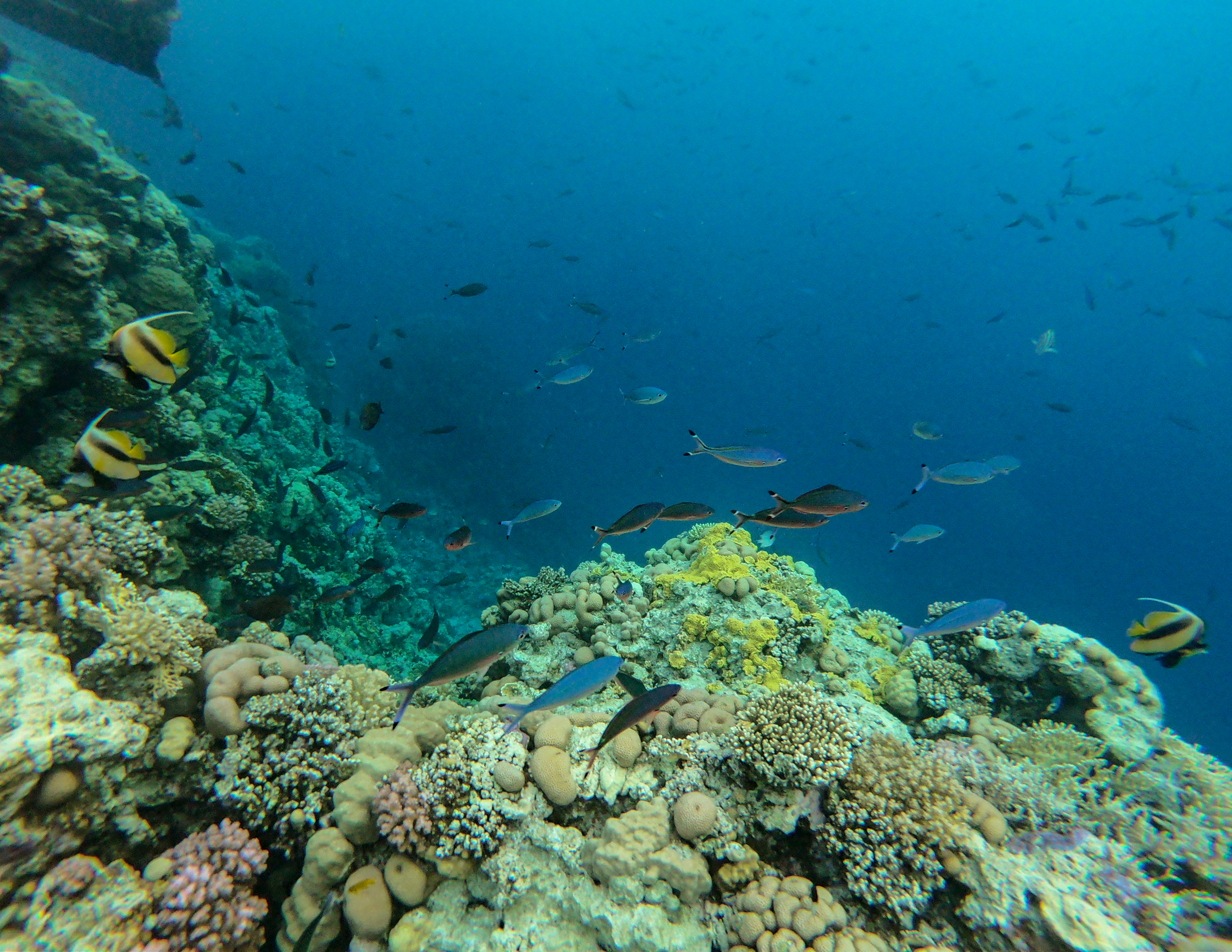coral-reef-ras-mohammad-national-park-sharm-el-sheikh-egypt_44355811330_o.jpg