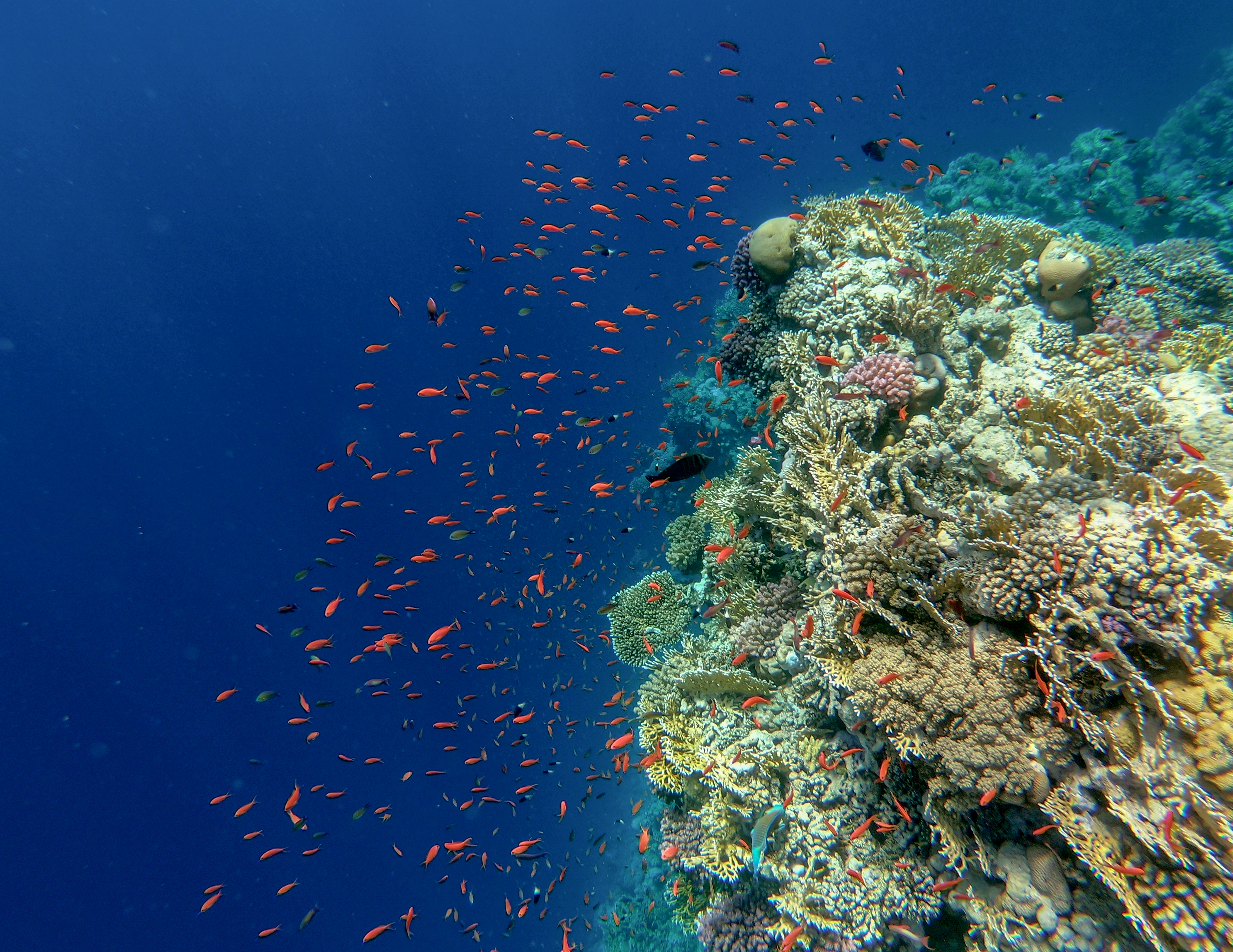 coral-reef-ras-mohammad-national-park-sharm-el-sheikh-egypt_45448937764_o.jpg