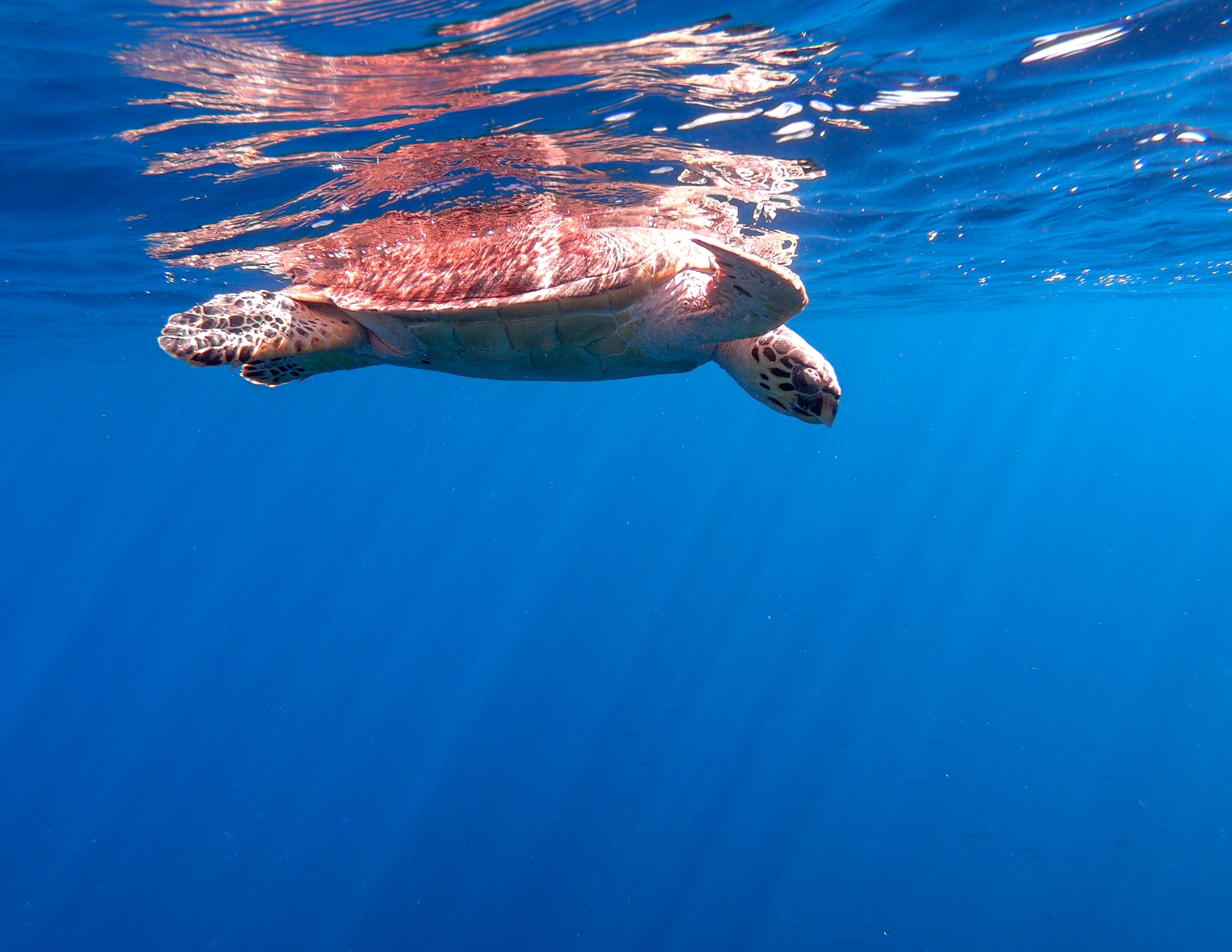hawksbill-sea-turtle-eretmochelys-imbricata-ras-mohammad-national-park-sharm-el-sheikh_44355810700_o.jpg
