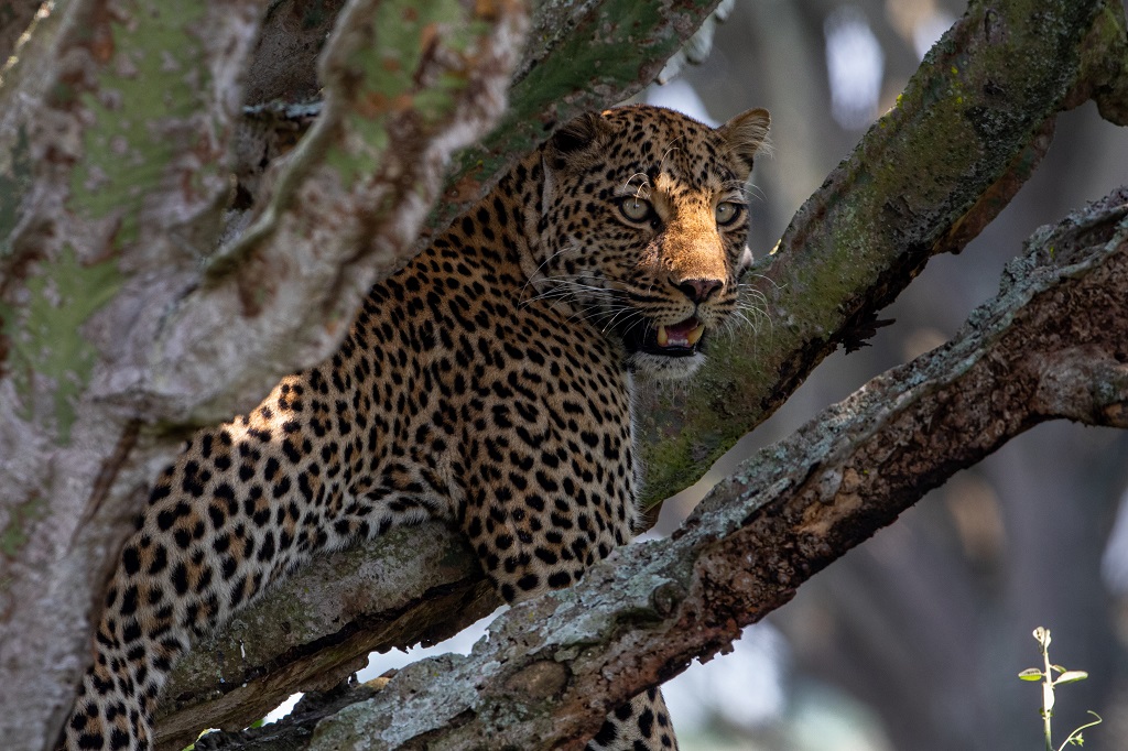Leopard-queen-elizabeth-national-park-uganda.jpg