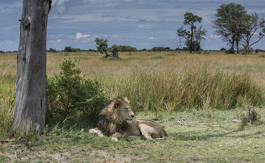 Lions-okavango-delta-botswana.jpg