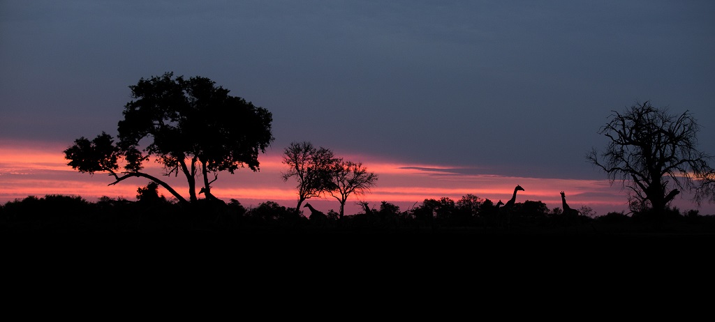 Sunset-over-girafes-okavango-delta-botswana.jpg