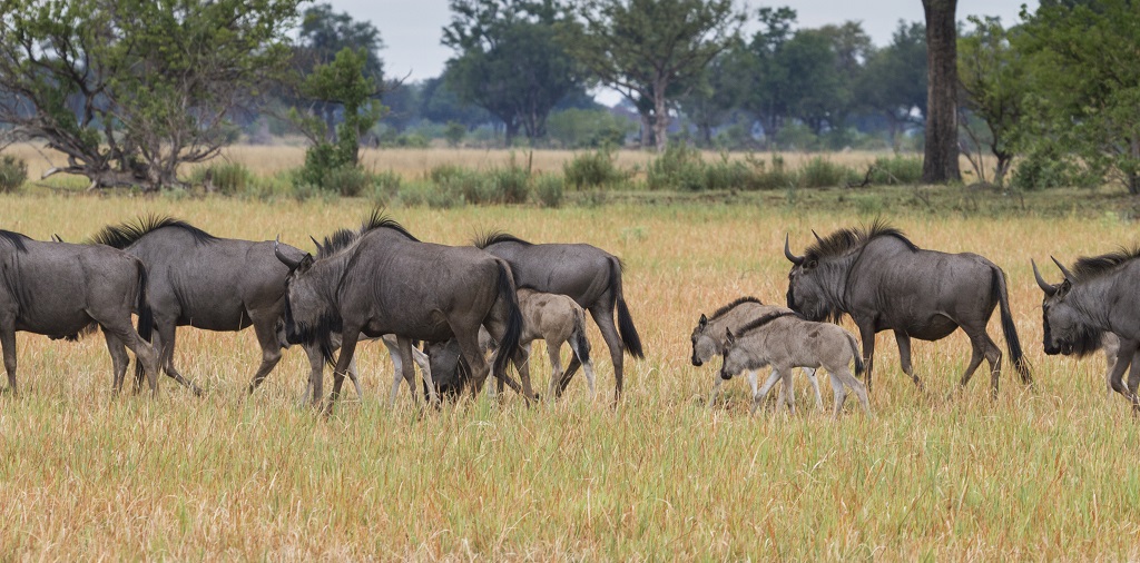 Wildebeest-okavango-delta-botswana.jpg
